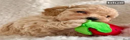 Maltipoo dogs for sale: Six beautiful Maltipoo puppies - Advert 8