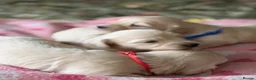 Dachshund dogs for sale: Cream Miniature Dachshund long-haired  - Advert 8