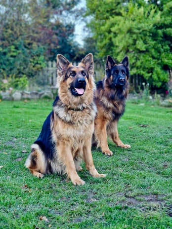 German Shepherd dogs - Advert 2