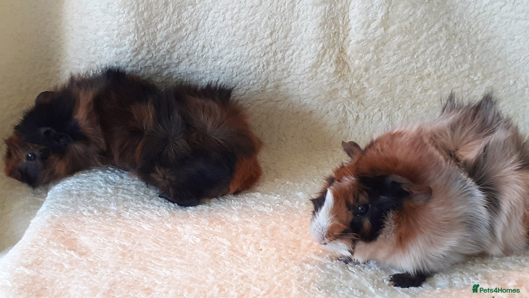 Guinea Pig rodents for sale: Pair bonded brothers  - Image 6