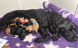 Sproodle dogs for sale: 10 FB2 sproodles puppies  - Image 2