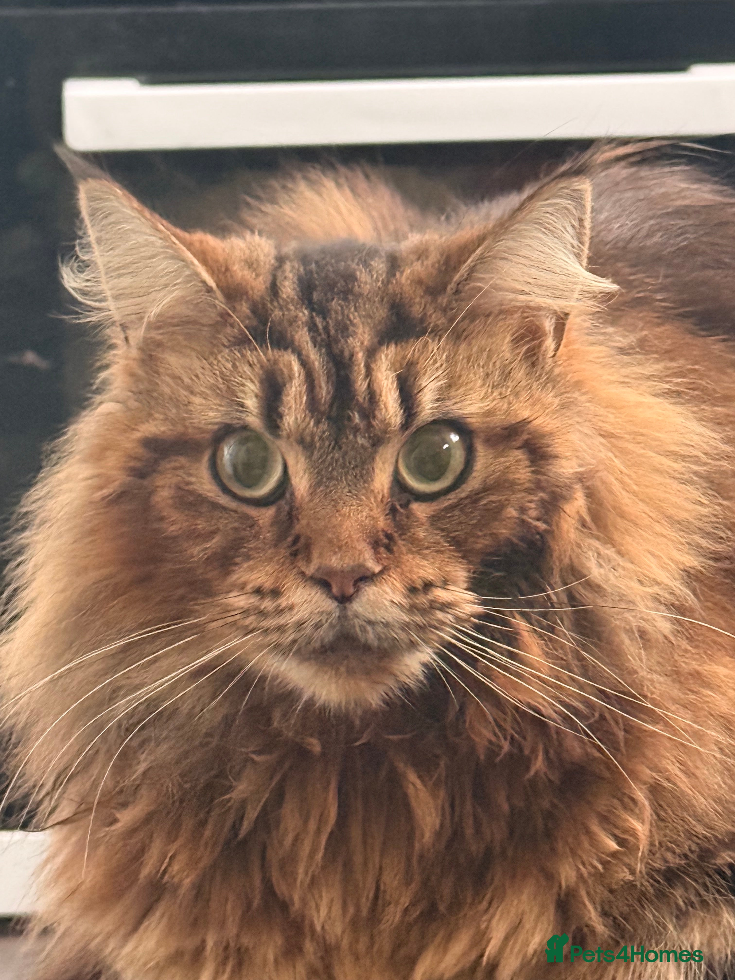 Maine Coon cats Half Maincoon  - Advert 3