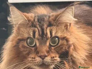 Maine Coon cats Half Maincoon - Advert 3