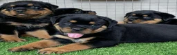Rottweiler dogs for sale: Loving Rottweiler puppies ready now in Holywell - Advert 6