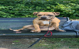 American Bulldog dogs for sale: Lila  - Image 1