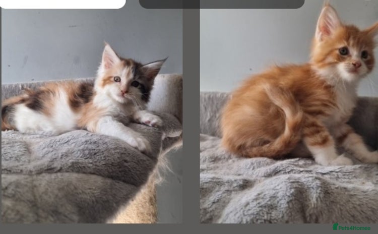 Maine Coon cats - Advert 16