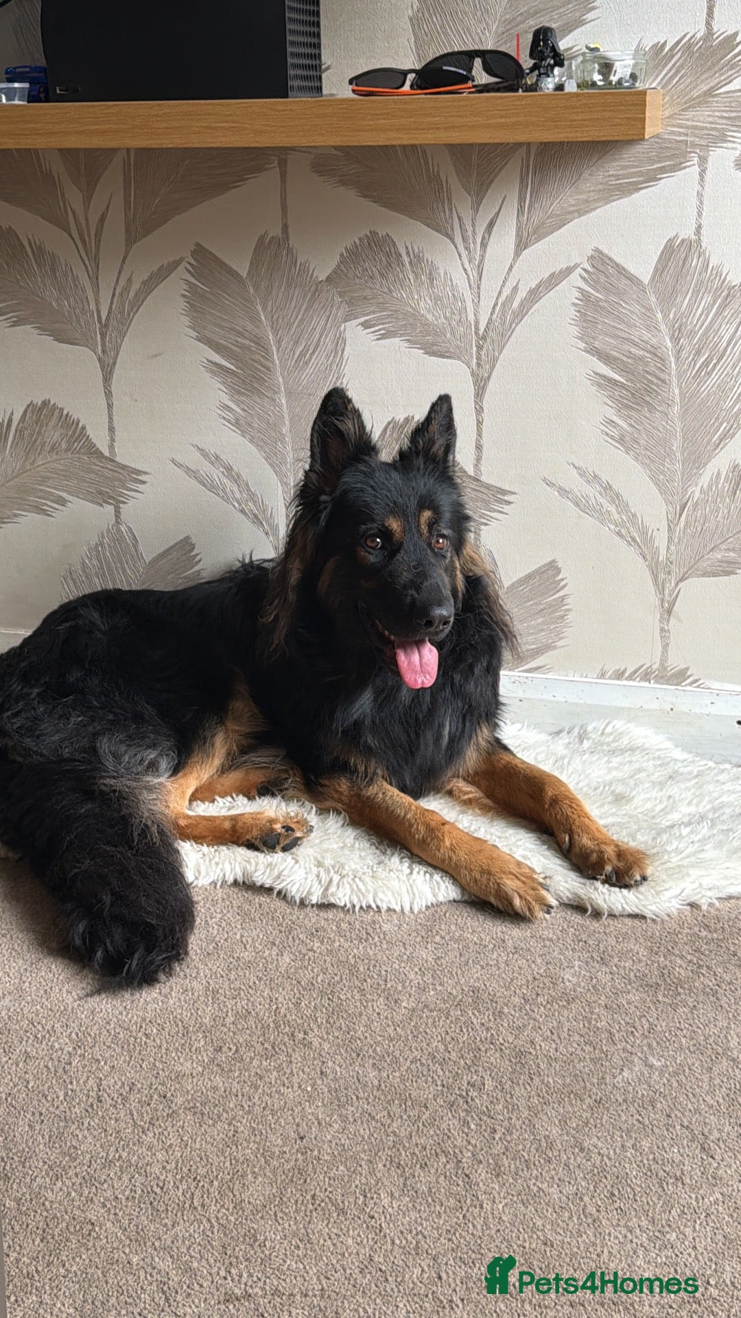 German Shepherd dogs Unproven German Shepard long haired Black and Tan - Advert 12