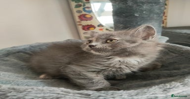 Ragdoll cats - Advert 7