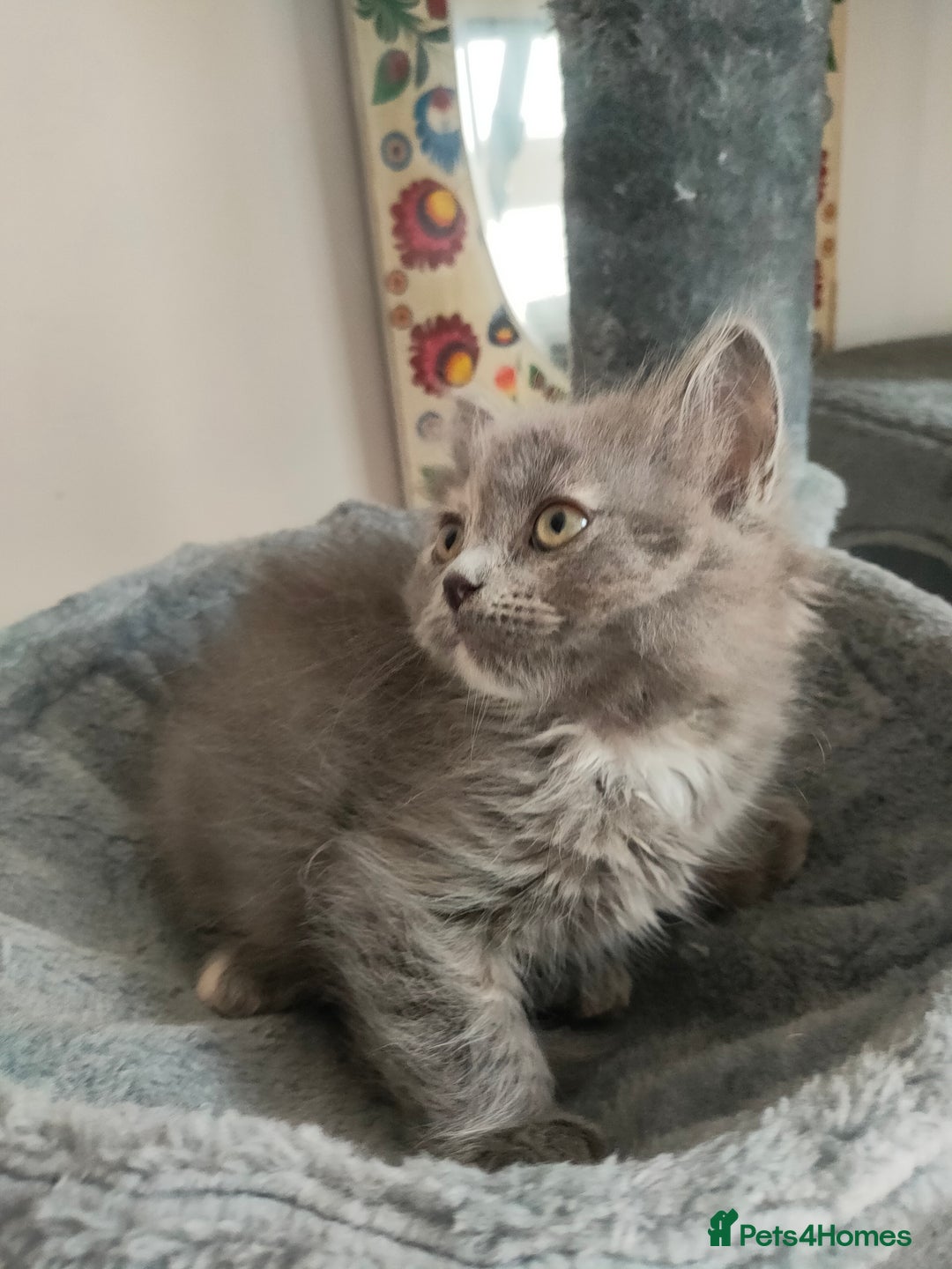 Ragdoll cats for sale: Beautifully half ragdoll kittens  - Image 2