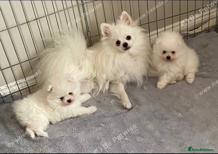 Pomeranian dogs Snow White Pomeranians in Gainsborough - Advert 7