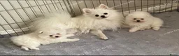 Pomeranian dogs for sale: Snow White Pomeranians in Gainsborough - Advert 1