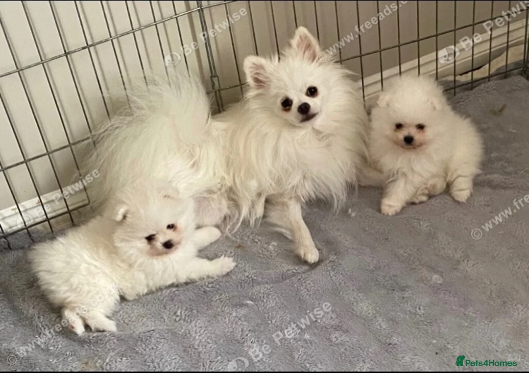Pomeranian dogs for sale: Snow White Pomeranians in Gainsborough - Advert 1