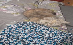 Mixed Breed cats for sale: Kitty - Image 8