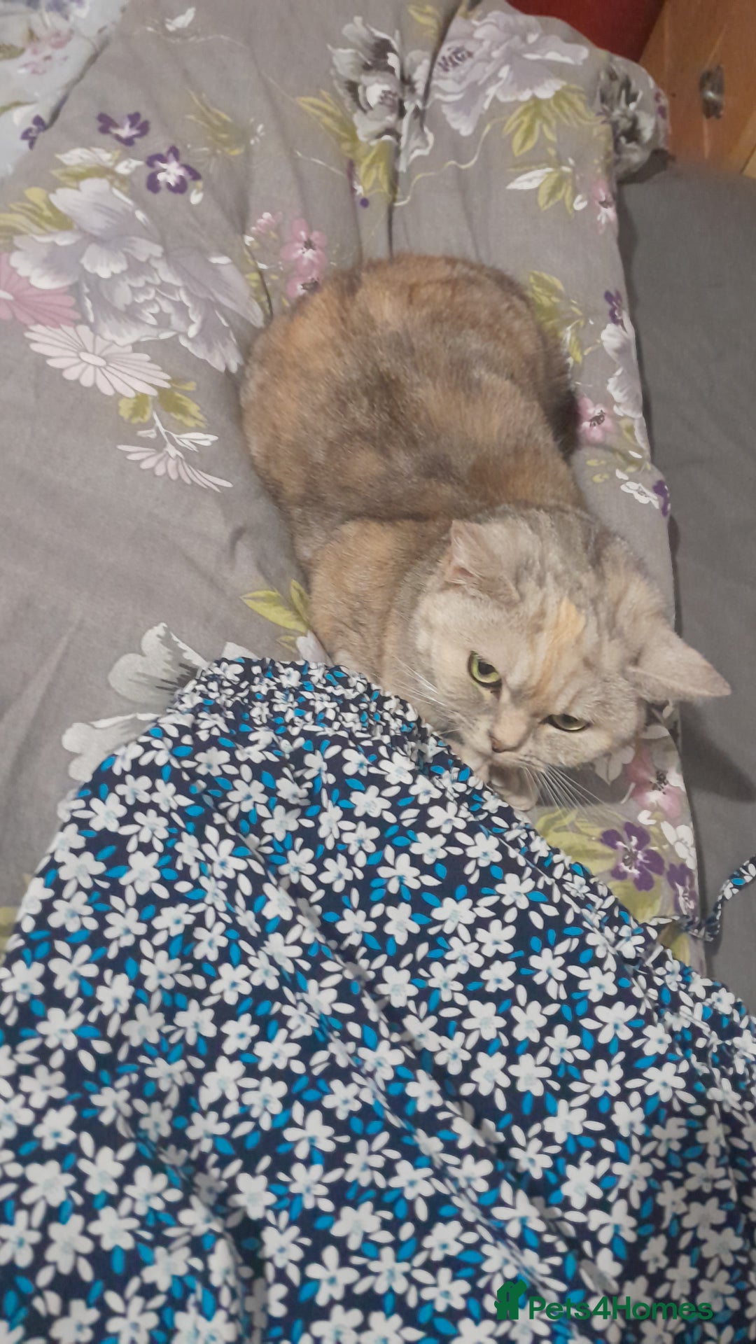 Mixed Breed cats for sale: Kitty - Image 8