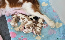 Cavalier King Charles Spaniel dogs for sale: Fully health tested included MRI scan  - Image 14