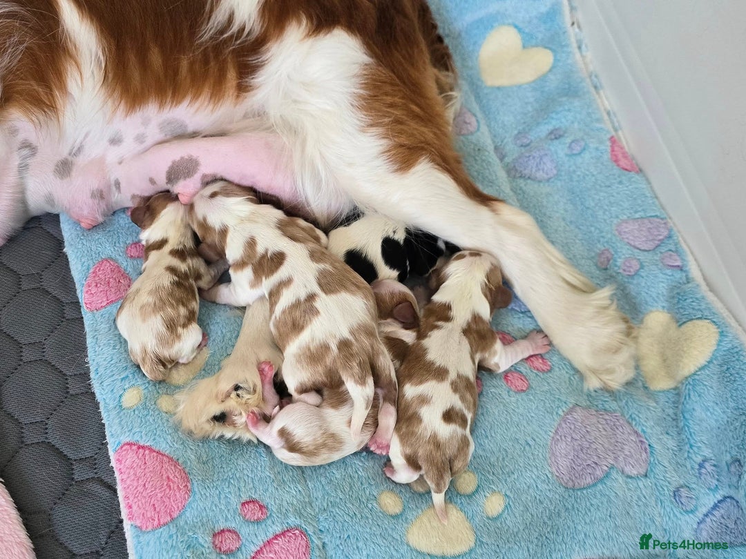 Cavalier King Charles Spaniel dogs for sale: Fully health tested included MRI scan  - Image 14
