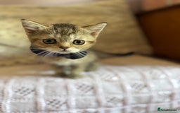 British Shorthair cats for sale: BSH champion lines - Image 8