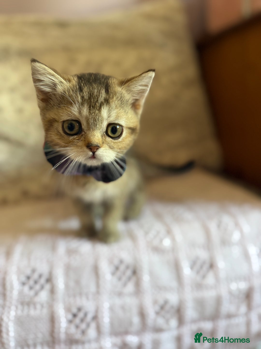 British Shorthair cats for sale: BSH champion lines - Image 8