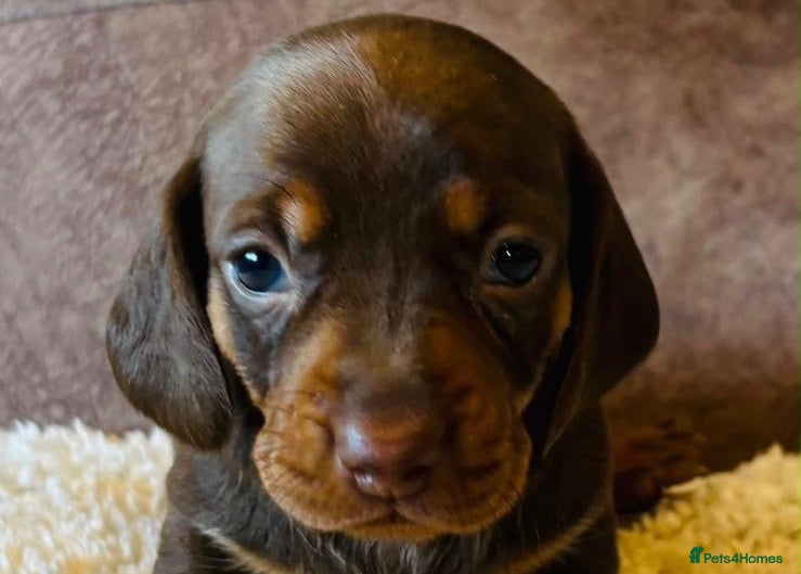 Miniature Dachshund dogs for sale: 4 Stunning Mini Dachshunds for Sale in Bournemouth - Advert 1