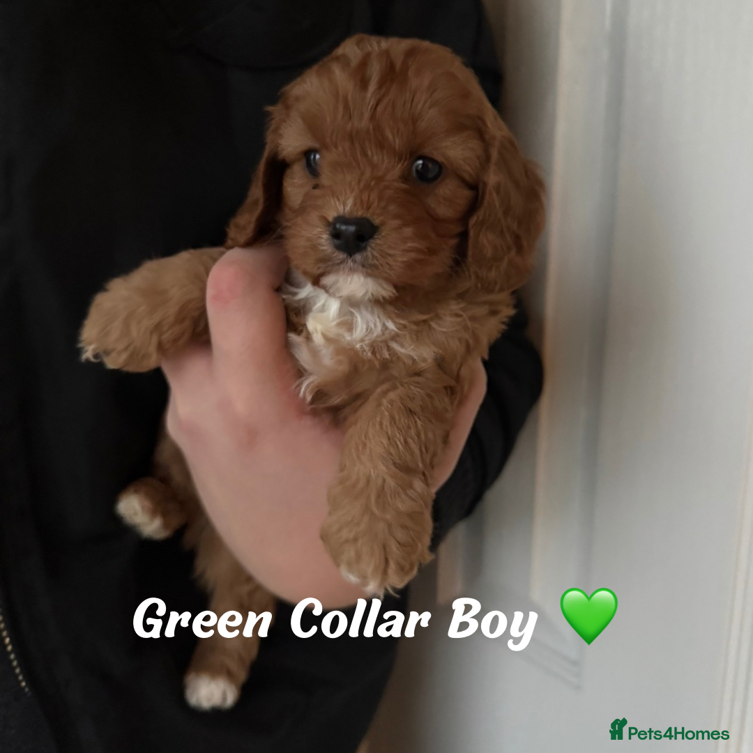 Cavapoo dogs for sale: Red F1 Cavapoo Puppies  - Advert 1