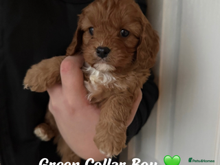 Cavapoo dogs Red F1 Cavapoo Puppies - Advert 3