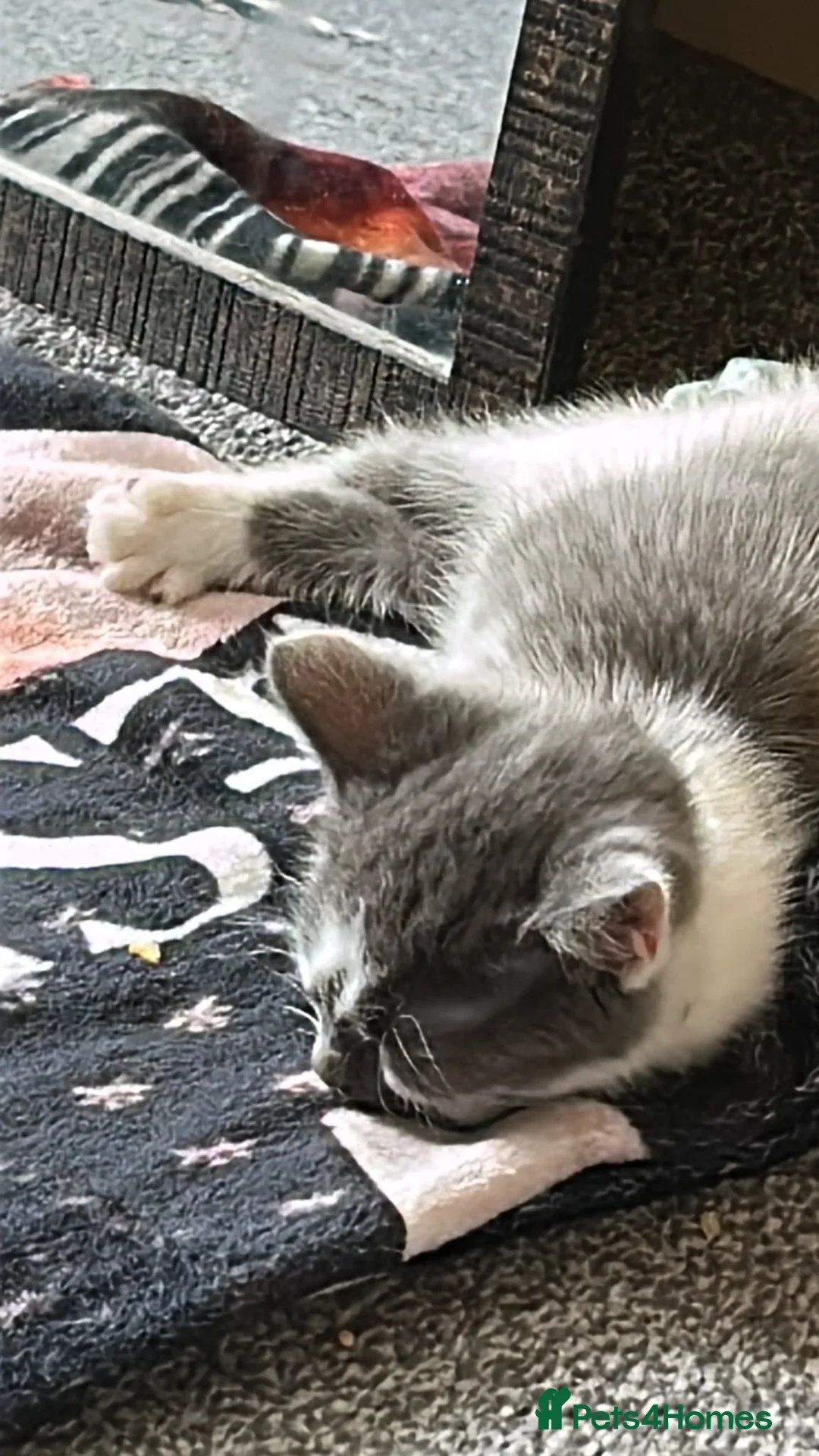 Mixed Breed cats for sale: Grey n white kitten  in Pontypridd - Advert 2