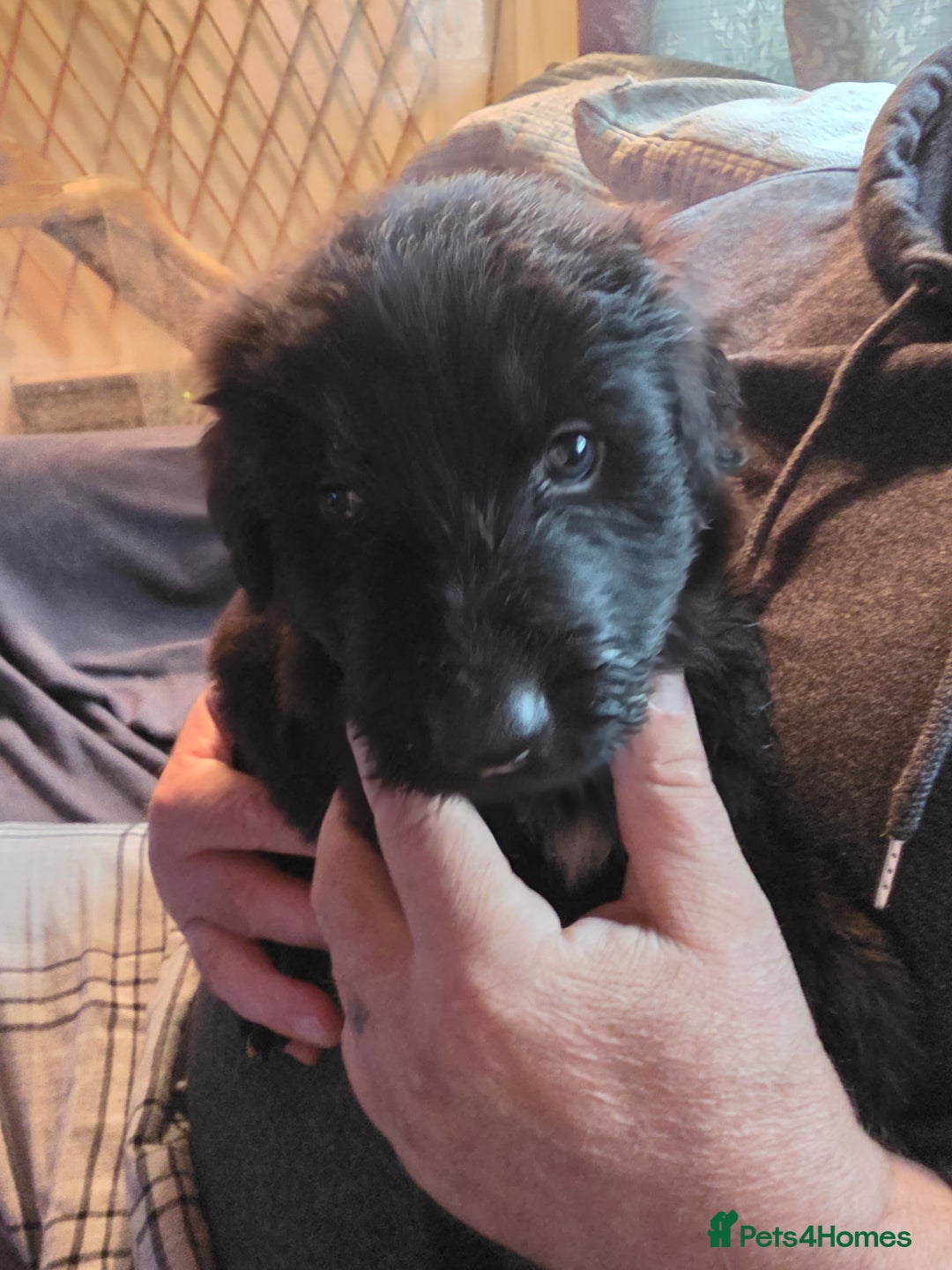 Mixed Breed dogs for sale: Pups fir sale  - Image 8