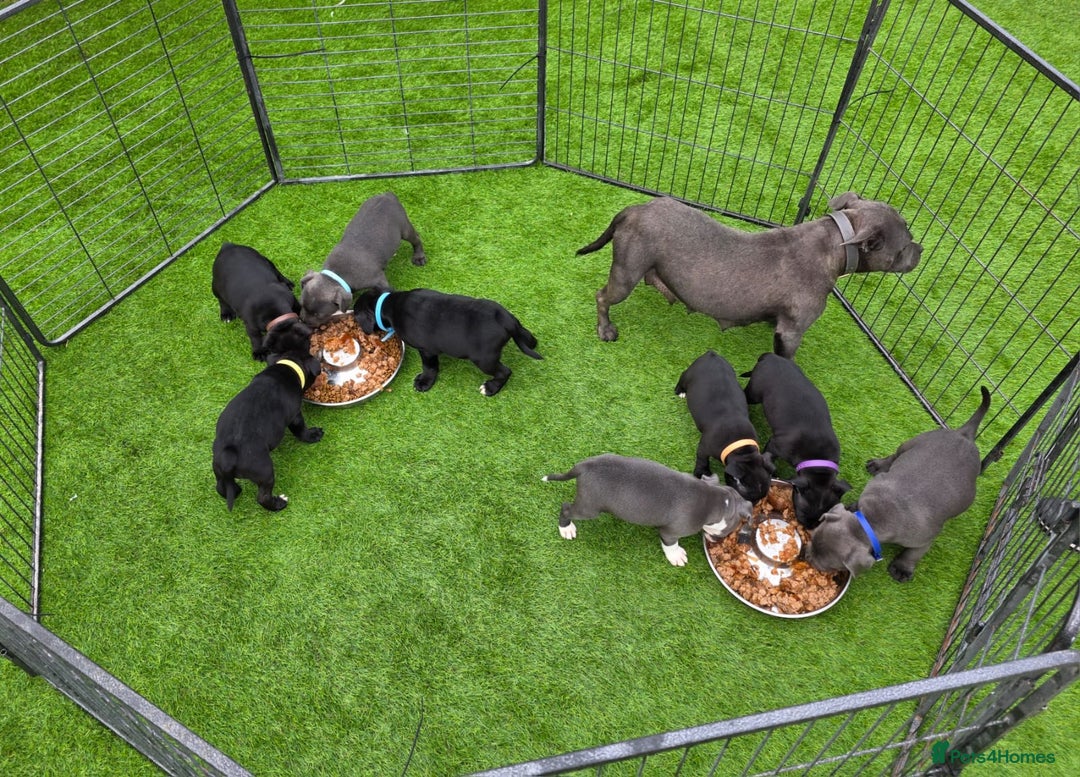 Staffordshire Bull Terrier dogs for sale: Kc reg black blue staffy puppies  - Image 6