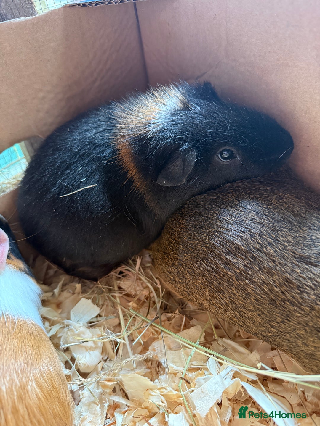 Guinea Pig rodents for sale: Baby male guinea pigs  - Advert 5