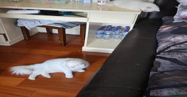 Persian cats - Advert 12