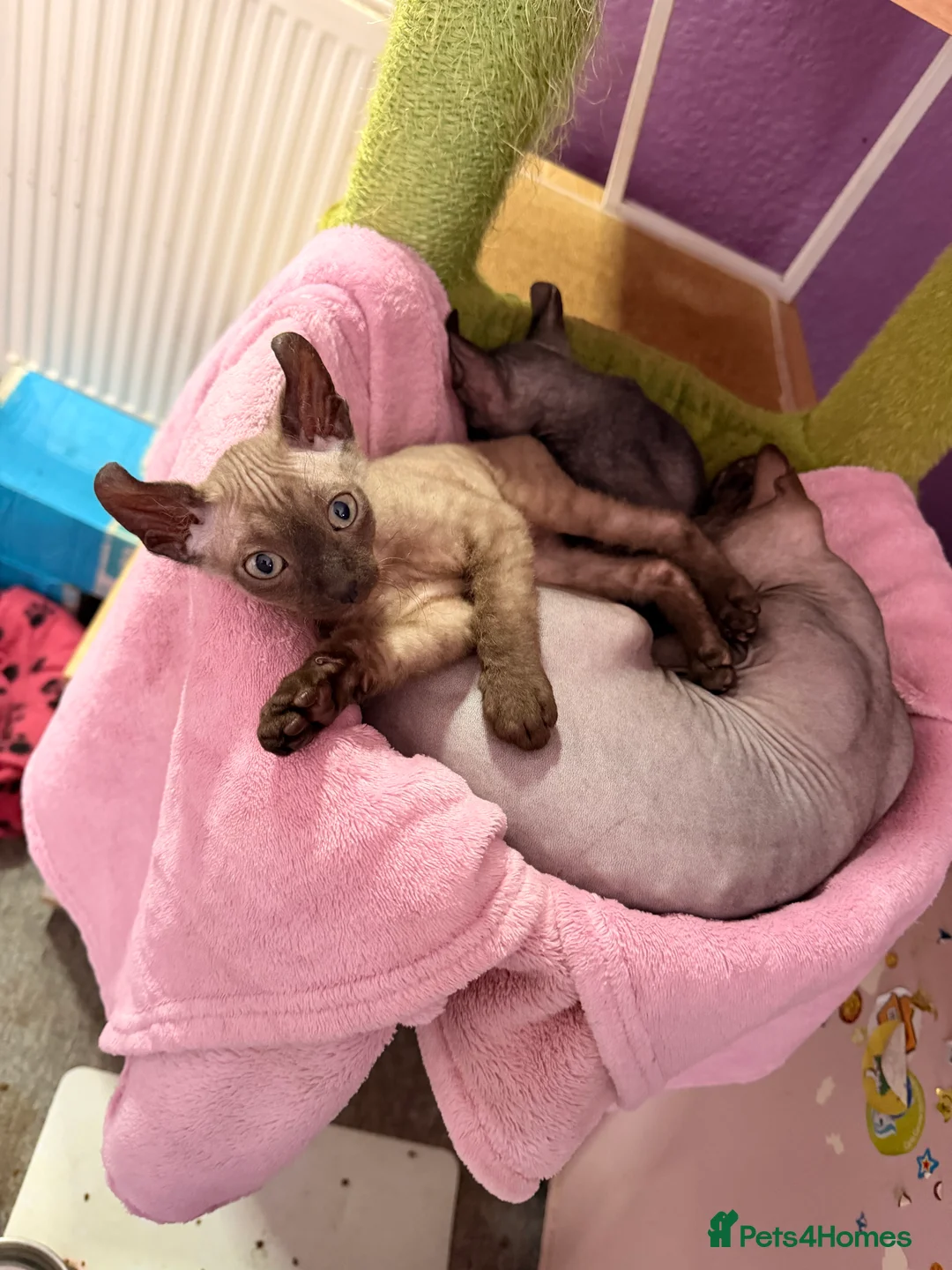 Mixed Breed cats for sale: 2 beautiful Velour Sphynx boys left 🤎🖤 - Advert 7