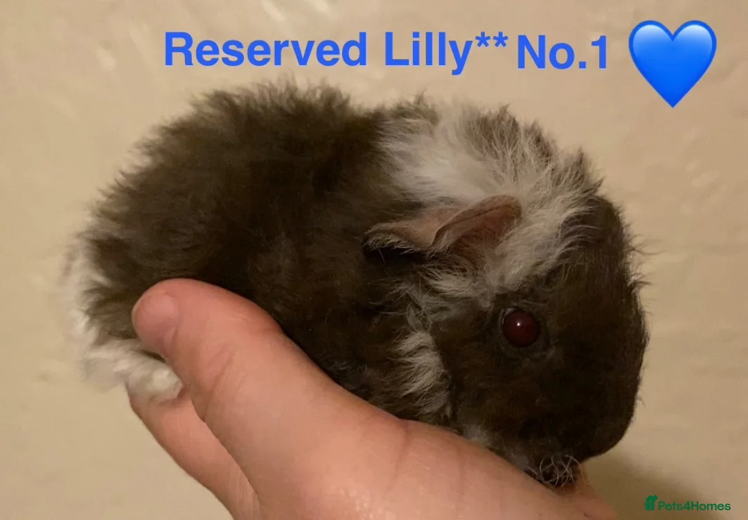 Guinea Pig rodents for sale: Gorgeous baby Guinea pigs - Advert 16