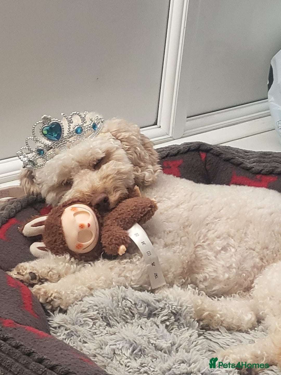 Cavapoochon dogs for sale: Elvis  - Advert 7