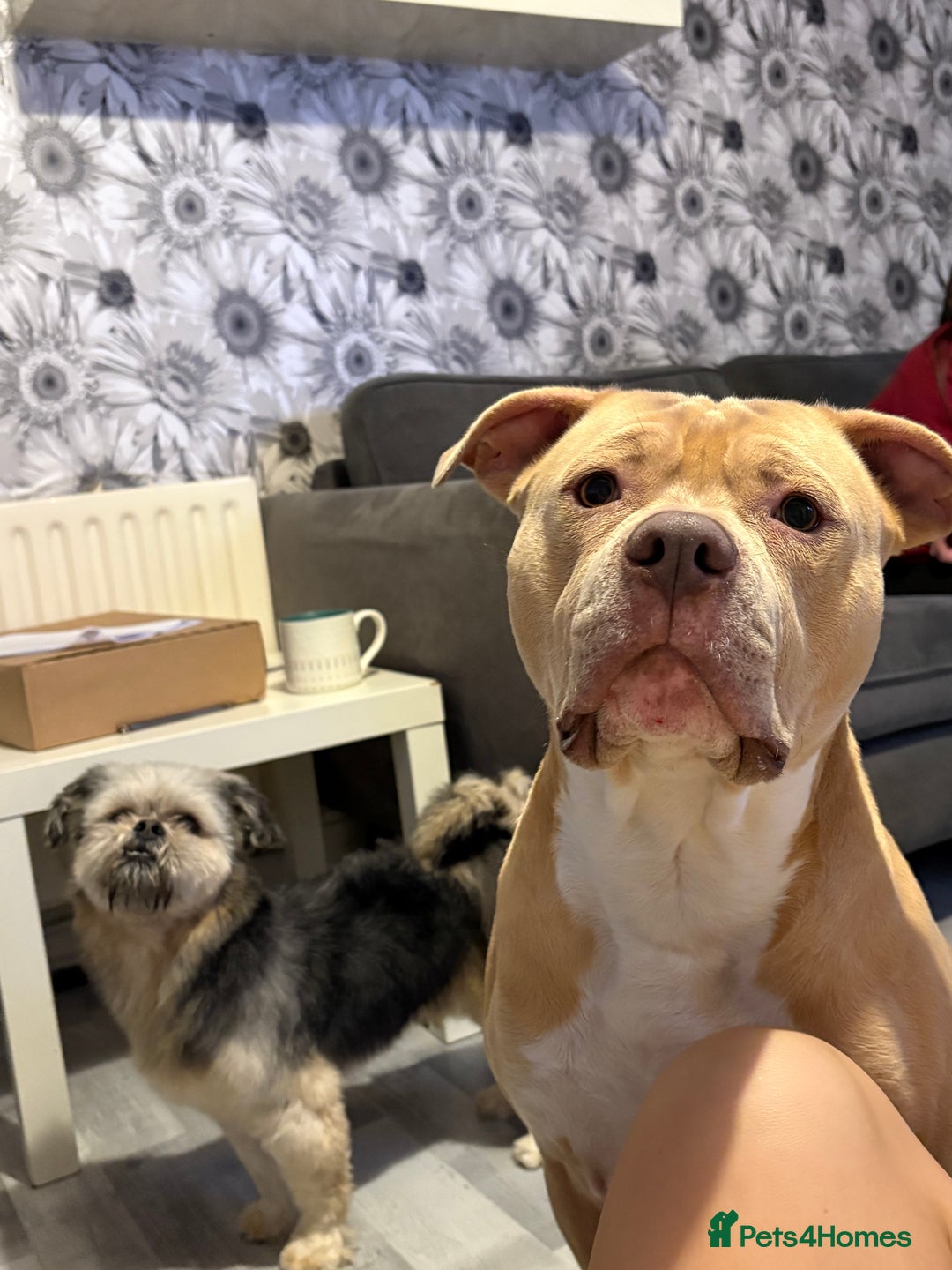 Mixed Breed dogs for sale: American bull dog mix - Image 3