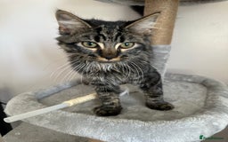 Ragdoll cats for sale: Ragdoll x kittens  - Image 6