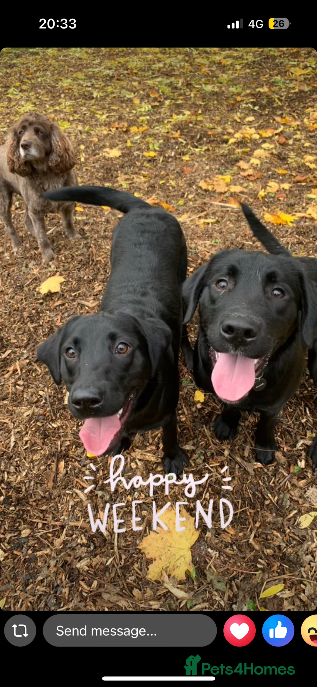 Goldador dogs for sale: Goldador for sale  - Advert 2