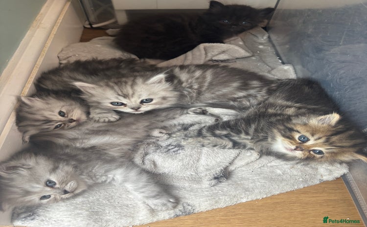 Persian cats - Advert 2