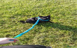 Mixed Breed cats for sale: Rehoming our cat ASAP! in Reading - Image 4