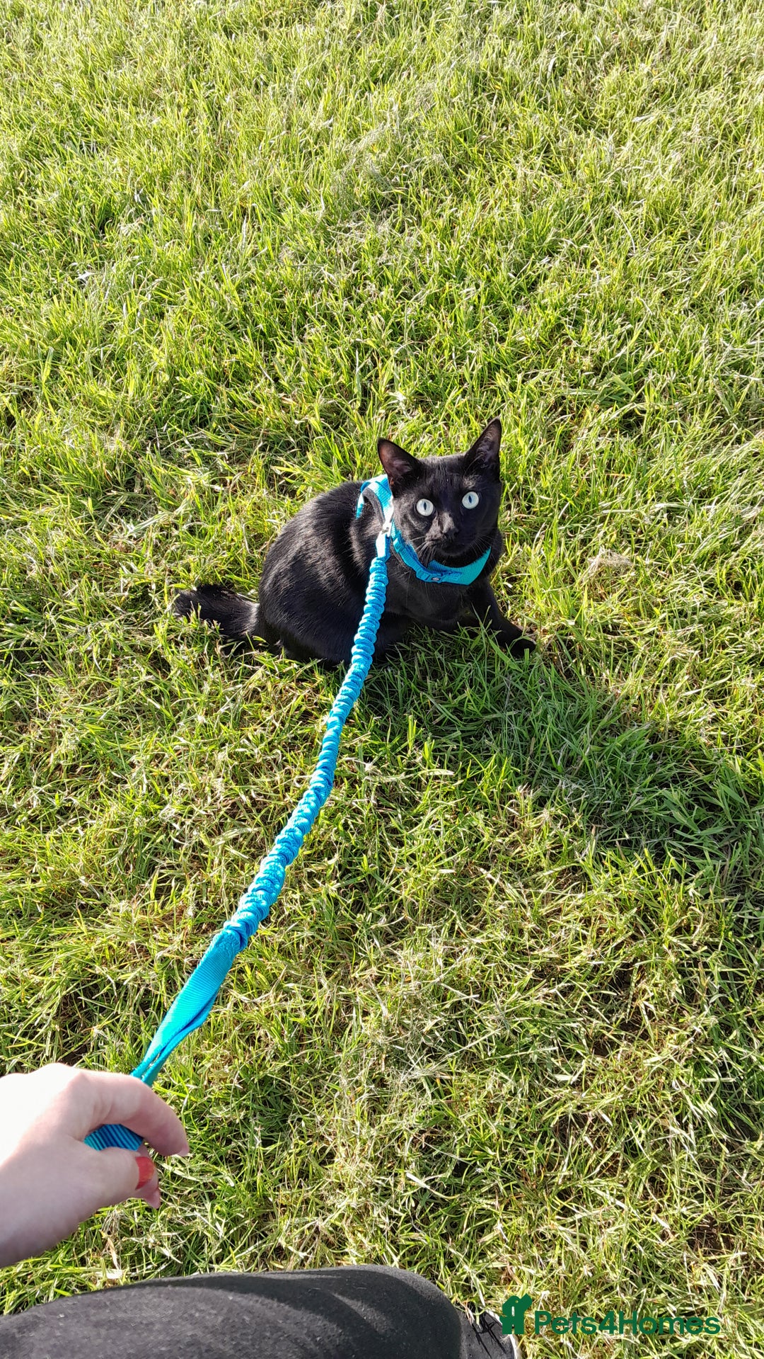 Mixed Breed cats for sale: Rehoming our cat ASAP! in Reading - Image 4