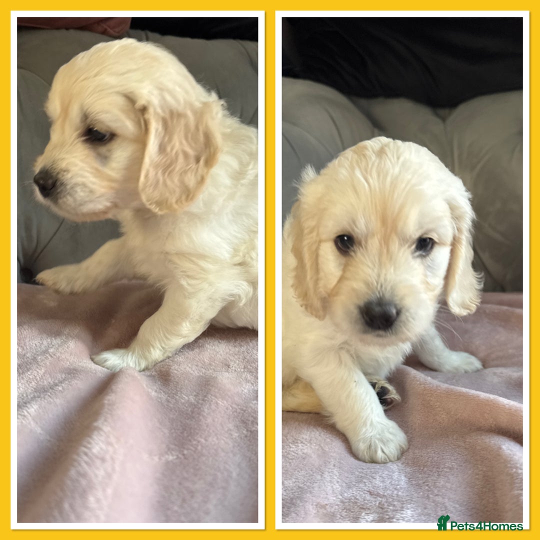 Goldendoodle dogs for sale: Stunning f1 Mini Goldendoodles Family Raised - Image 18