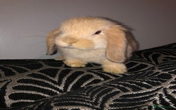 Mini Lop rabbits for sale: Beautiful Mini Lop Rabbits  - Image 10