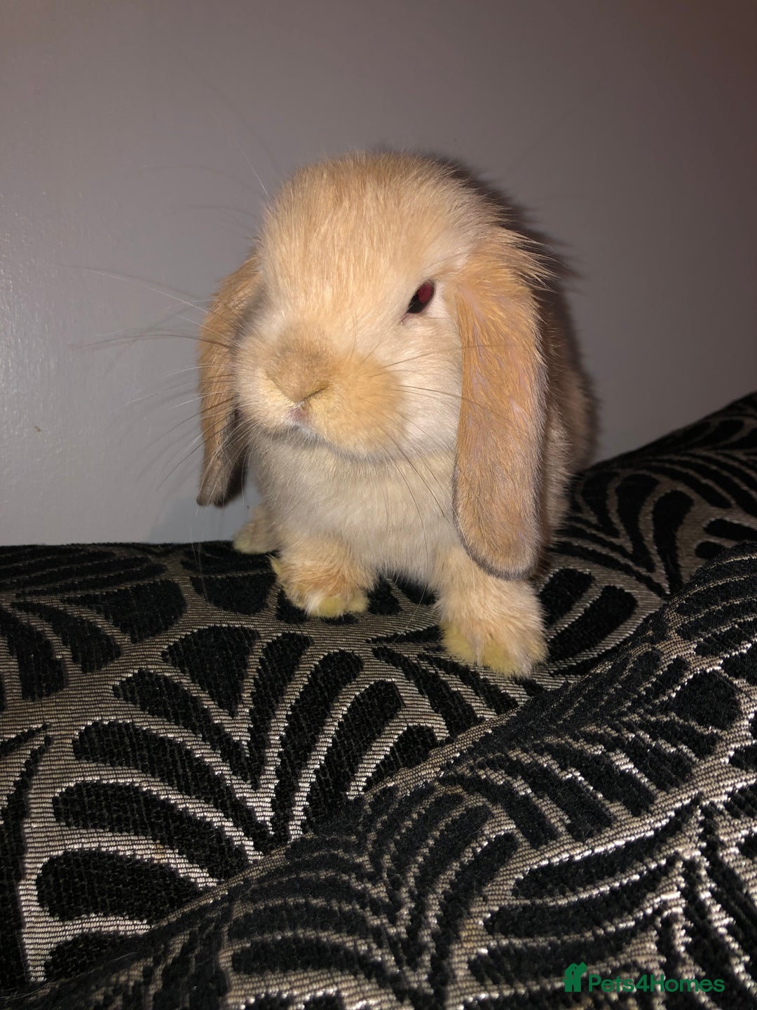 Mini Lop rabbits for sale: Beautiful Mini Lop Rabbits  - Image 10