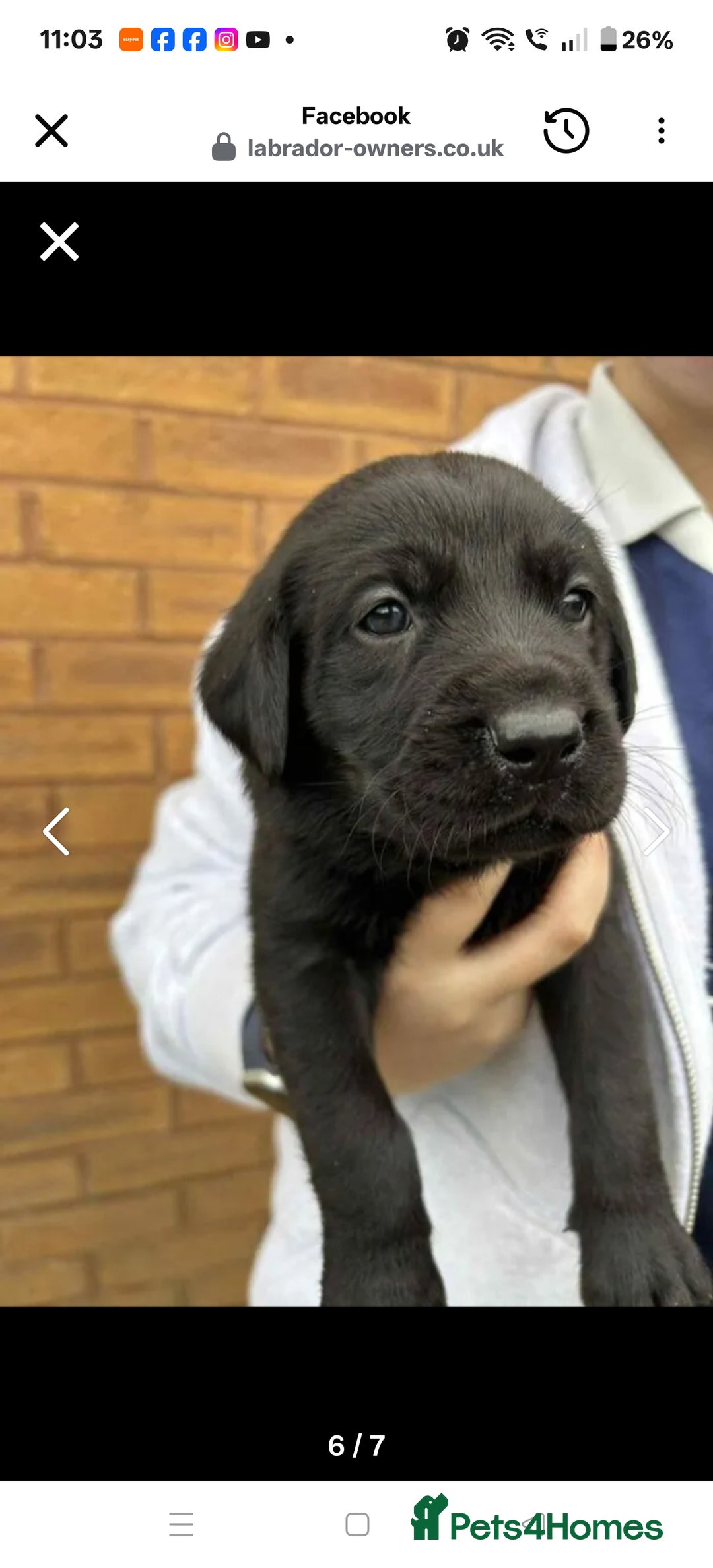 Labrador Retriever dogs for sale: Labrador 4 black males  - Advert 7