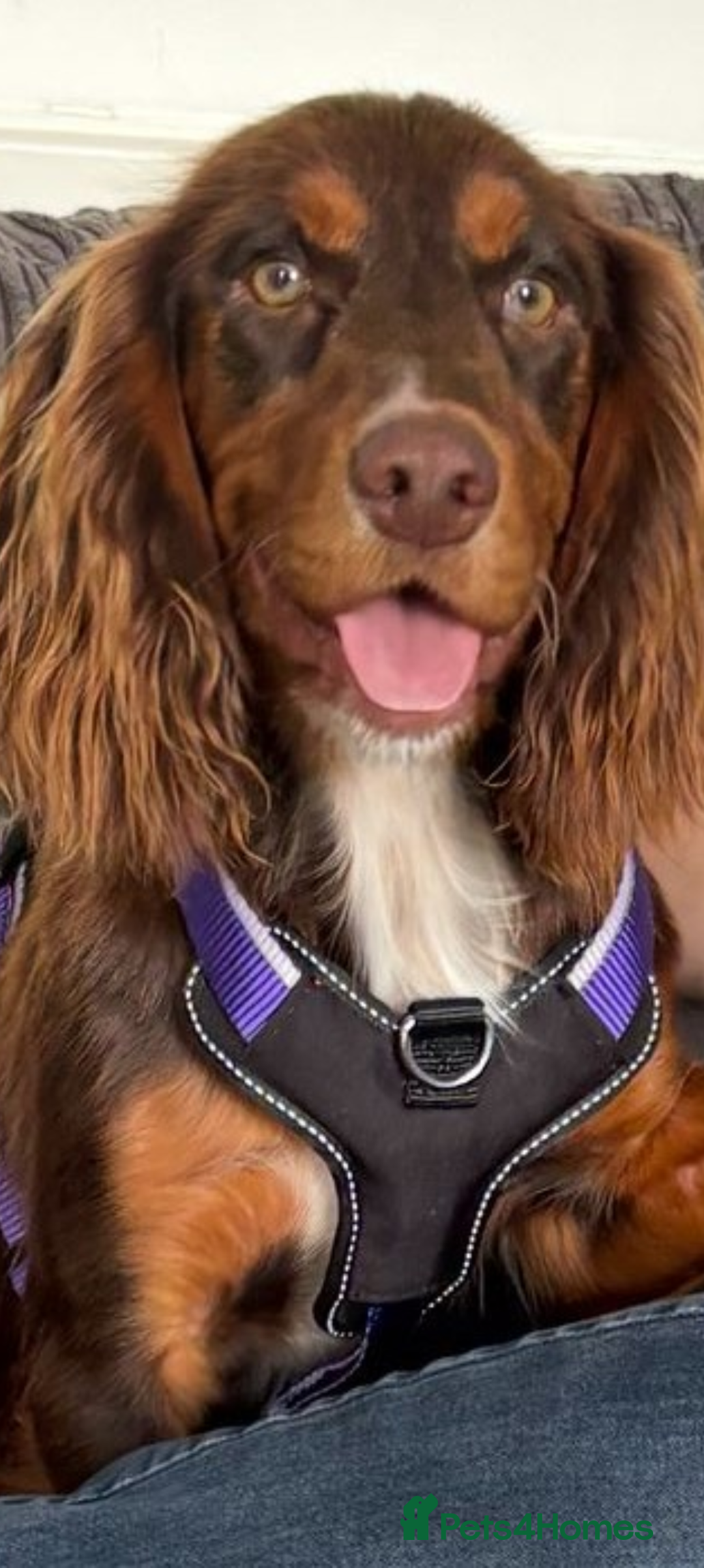 Cocker Spaniel dogs for sale: 1 year old Cocker Spaniel  - Image 2
