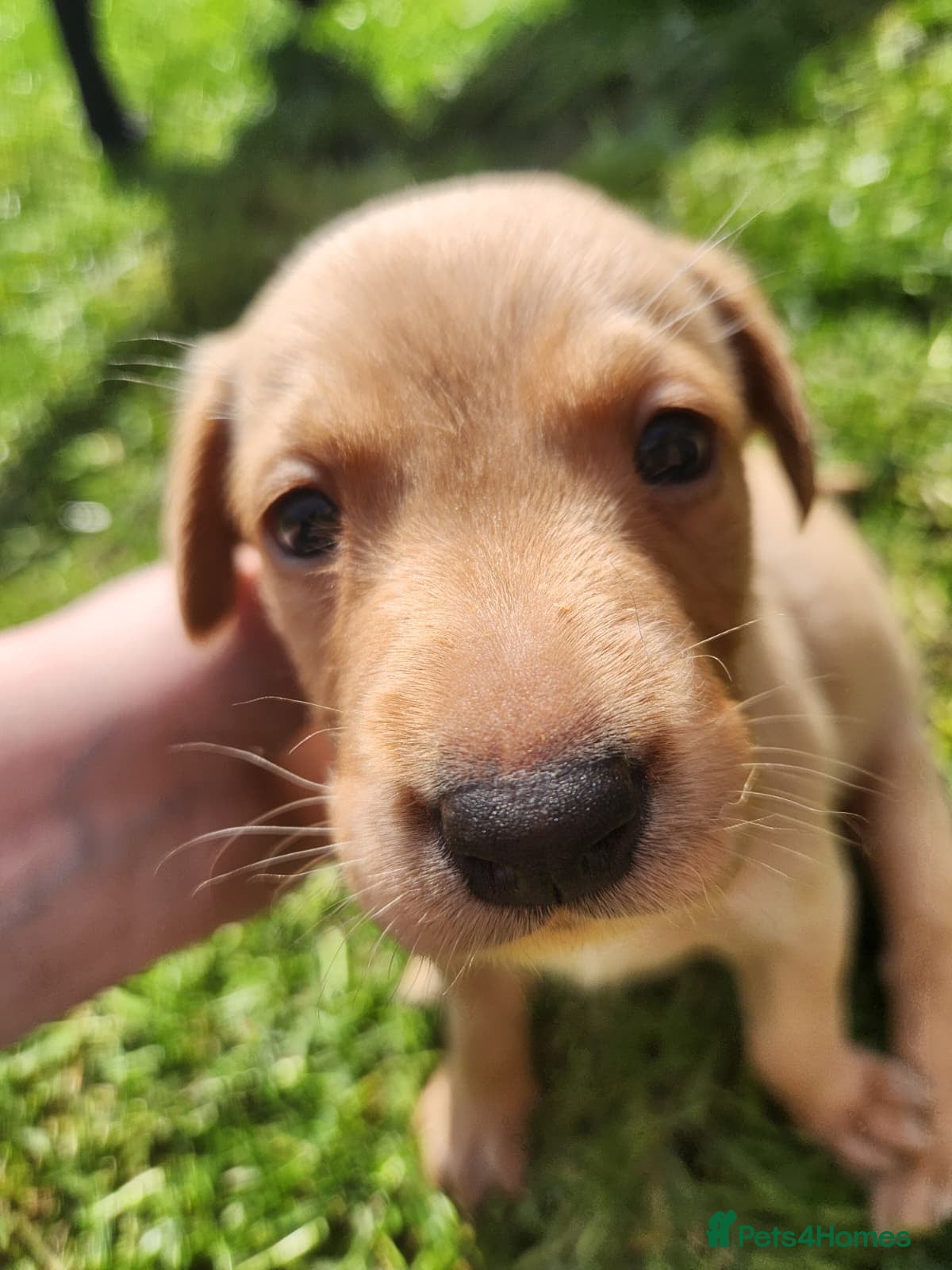 Labrador Retriever dogs Black and Fox red Labrador puppies  - Advert 2