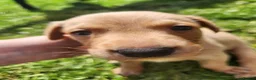 Labrador Retriever dogs for sale: Black and Fox red Labrador puppies  - Advert 2