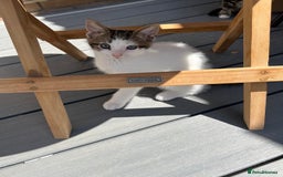 Mixed Breed cats for sale: 🐾Playful Kittens Ready for Loving Homes. - Image 6