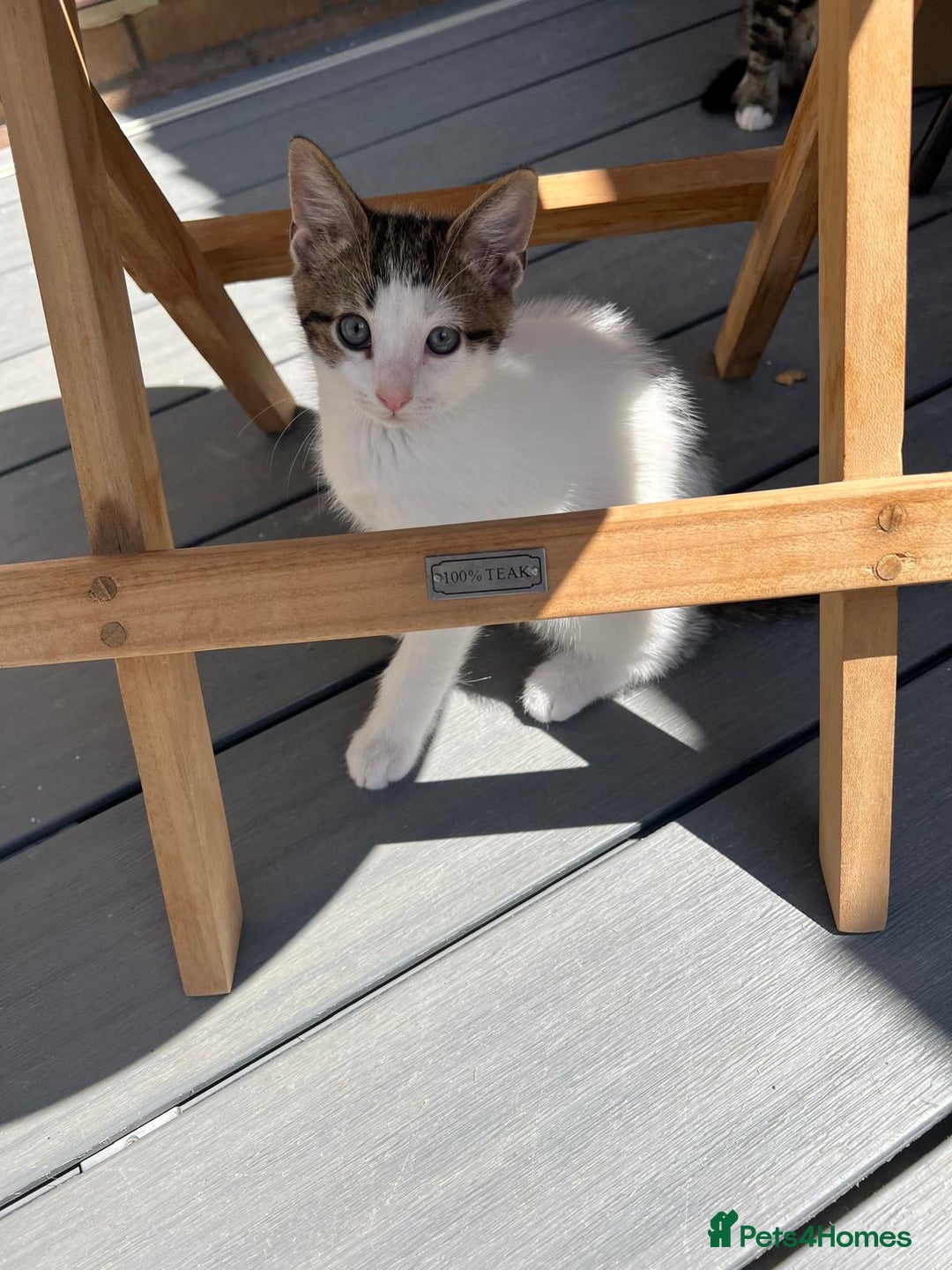 Mixed Breed cats for sale: 🐾Playful Kittens Ready for Loving Homes. - Image 6