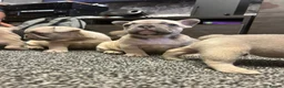 French Bulldog dogs for sale: 3 quality French bulldog girls ready to leave - Advert 9