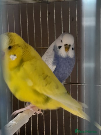 Budgerigars birds - Advert 17